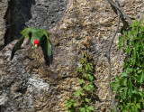 World of Birds Show