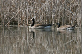 Canadian Geese