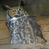 Great Horned Owl