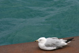 Navy Pier