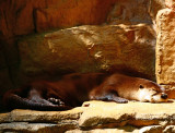 North American River Otter