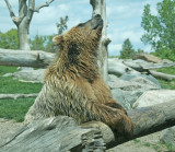 Brown Bear also known as grizzlies