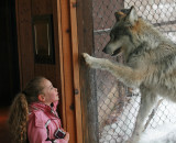 Mexican Gray Wolf