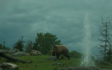 Brown Bear
