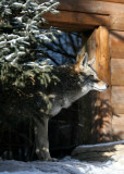 Coyote