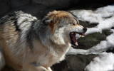 Mexican Gray Wolf