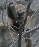 Wolverine