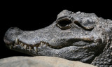 Dwarf Crocodile