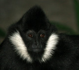 White-cheeked Gibbon