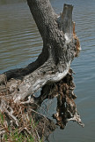 Waters Edge