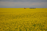 canola-field.jpg