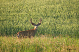 mulie-buck.jpg