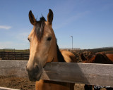 tammys-horse.jpg