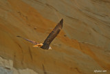 eagle-against-clay-cliffs.jpg