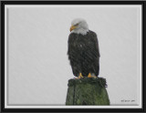eagle-in-rain2.jpg