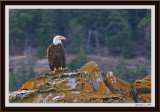 majestic-eagle2-framed.jpg