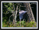 blue-heron-framed4.jpg