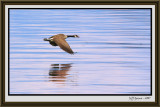 canada-goose-on-the-fly-fra.jpg