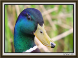 mallard-portrait-framed.jpg