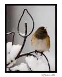 dark-eyed-junco-framed.jpg