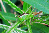 Grass Cricket 08/24