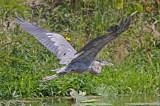 Great blue heron ,I & M Canal Chanahon IL.    09/02...Animal..