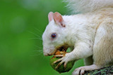 White squirrel..