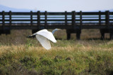 Great Egret...San Fransisco bay California