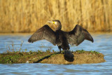 Phalacrocorax carbo - Veliki kormoran - Cormoran