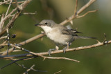 Sylvia hortensis - Svetlooka penica - Orphean Warbler