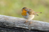 Erithacus rubecula - Tascica - Robin