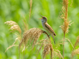 Acrocephalus arundinaceus - Rakar - Great reed warbler