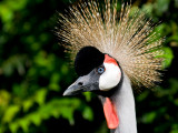 Balearica regulorum - Sivi kronski zerjav - Grey Crowned Crane