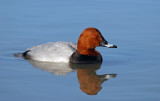 Aythya ferina - Sivka - Pochard (male)