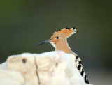 Upupa epops - Smrdokavra - Hoopoe