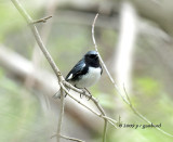 Black-throated Blue Warbler IMG_2097.jpg