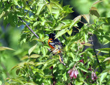 Baltimore Oriole IMG_4038.jpg