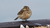 American Pipit IMG_0555.jpg