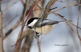 Black-capped Chickadee IMG_9946.jpg