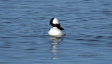 Bufflehead IMG_9248.jpg