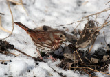 Fox Sparrow IMG_9998.jpg