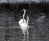 Mute Swans IMG_9354.jpg