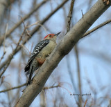 Red-bellied Woodpecker IMG_9302.jpg