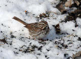 Song Sparrow IMG_9813.jpg
