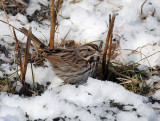 Song Sparrow IMG_9895.jpg