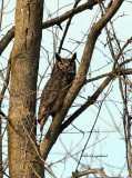 Great Horned Owl_IMG_0392.jpg