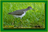 Solitary Sandpiper Searching For Its Meal