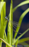 Slender Spreadwing-Male