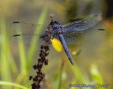 Slaty Skimmer-Male