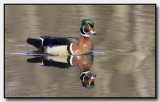 Wood Duck Drake Posing For Photographer